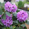 grandiflorum5