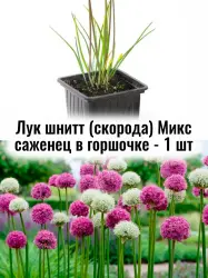 Лук шнитт (Аллиум) Смешанный Микс многолетние цветы саженец