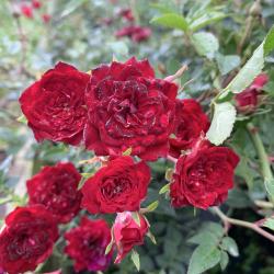 Роза почвопокровная Ред Каскад (Red Cascade)